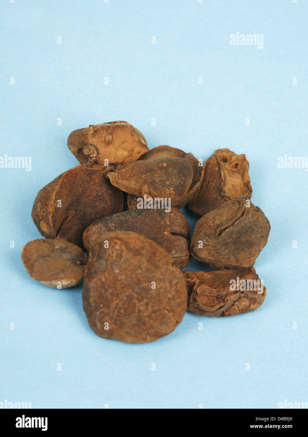 The kola nut contains caffeine chewed in many West African cultures It was originally used make cola soft drinks though today Stock Photo