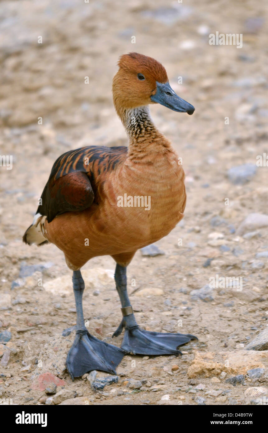 Fulvous Whistling Duck (Dendrocygna bicolor) standing on ground Stock Photo