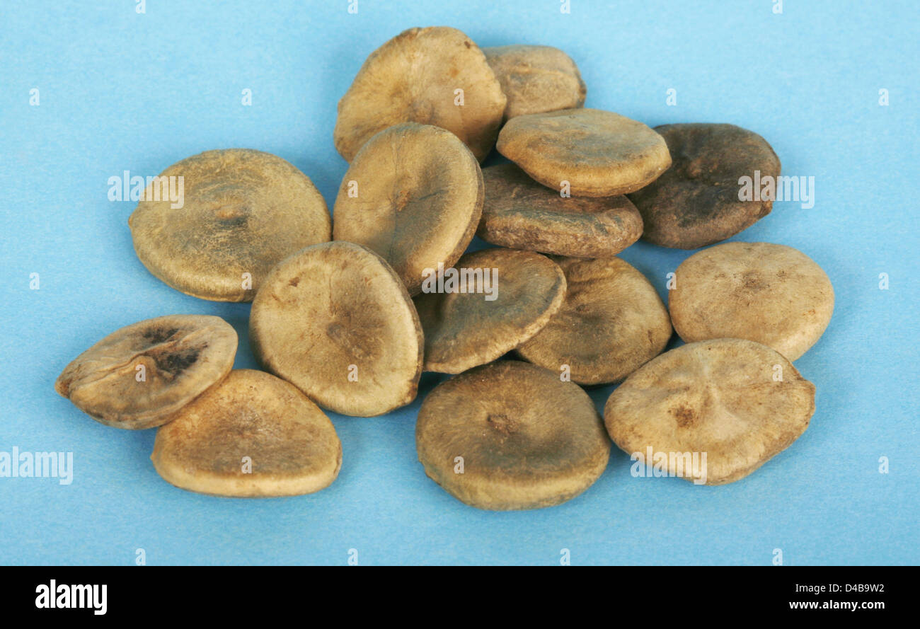 Nux Vomica also known as Strychnine Tree major source highly poisonous alkaloids strychnine brucine Seeds inside trees roots Stock Photo