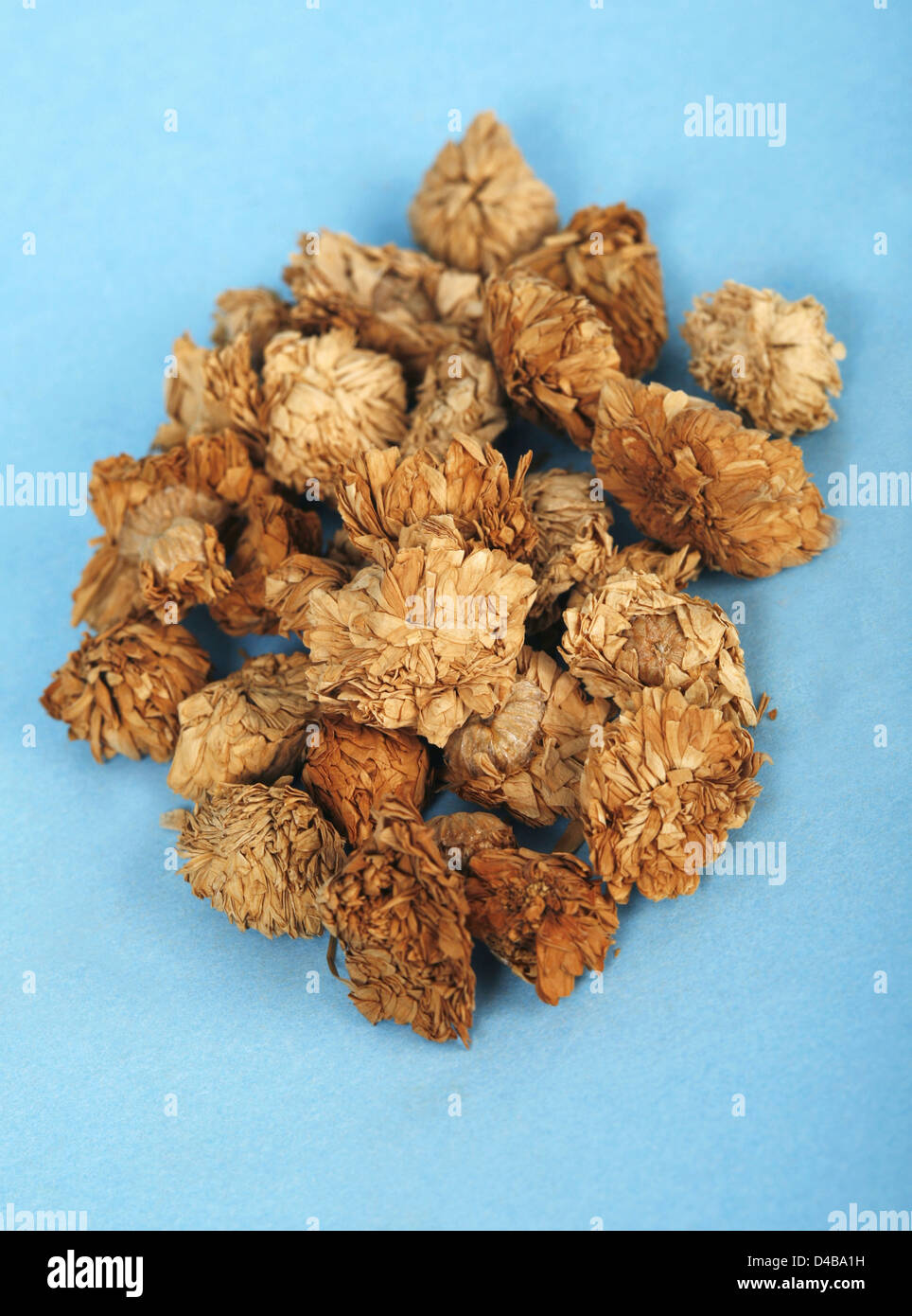 Chamomile flower used antiinflammatory antiseborrheic activity