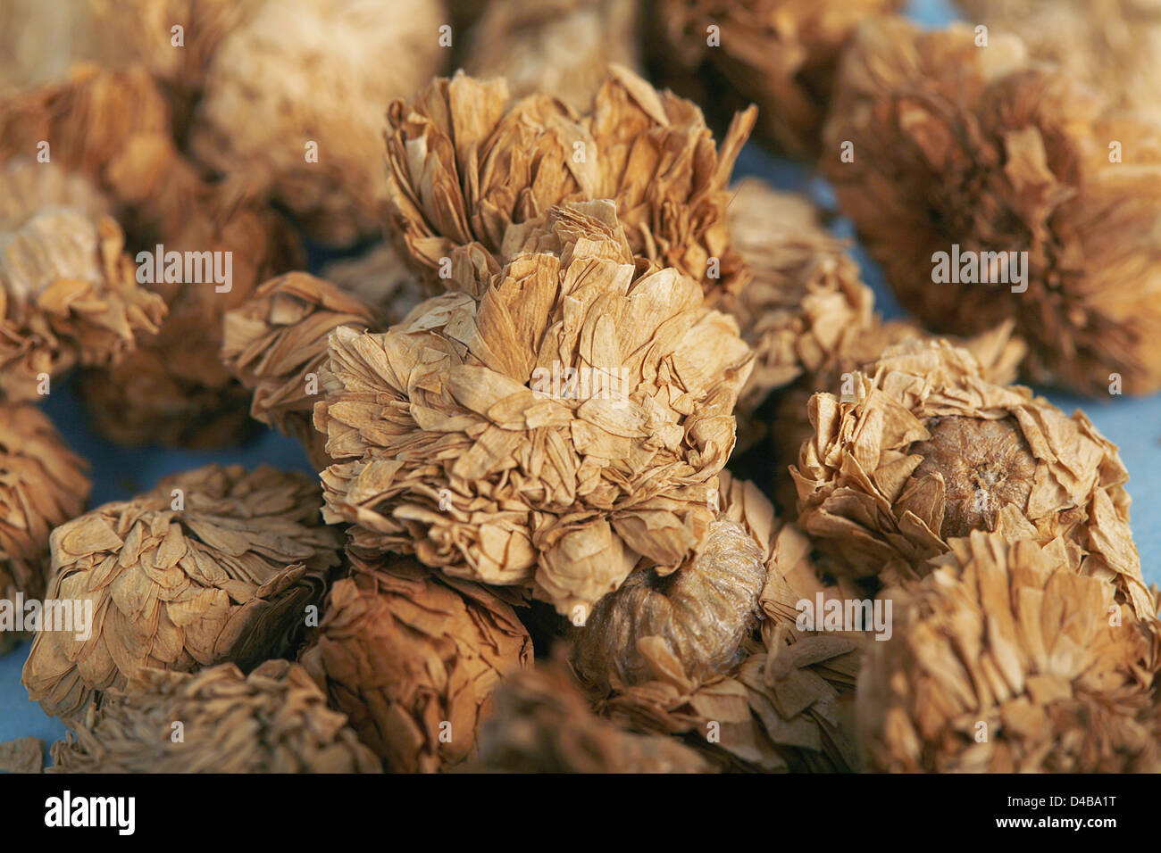 Chamomile flower used antiinflammatory antiseborrheic activity