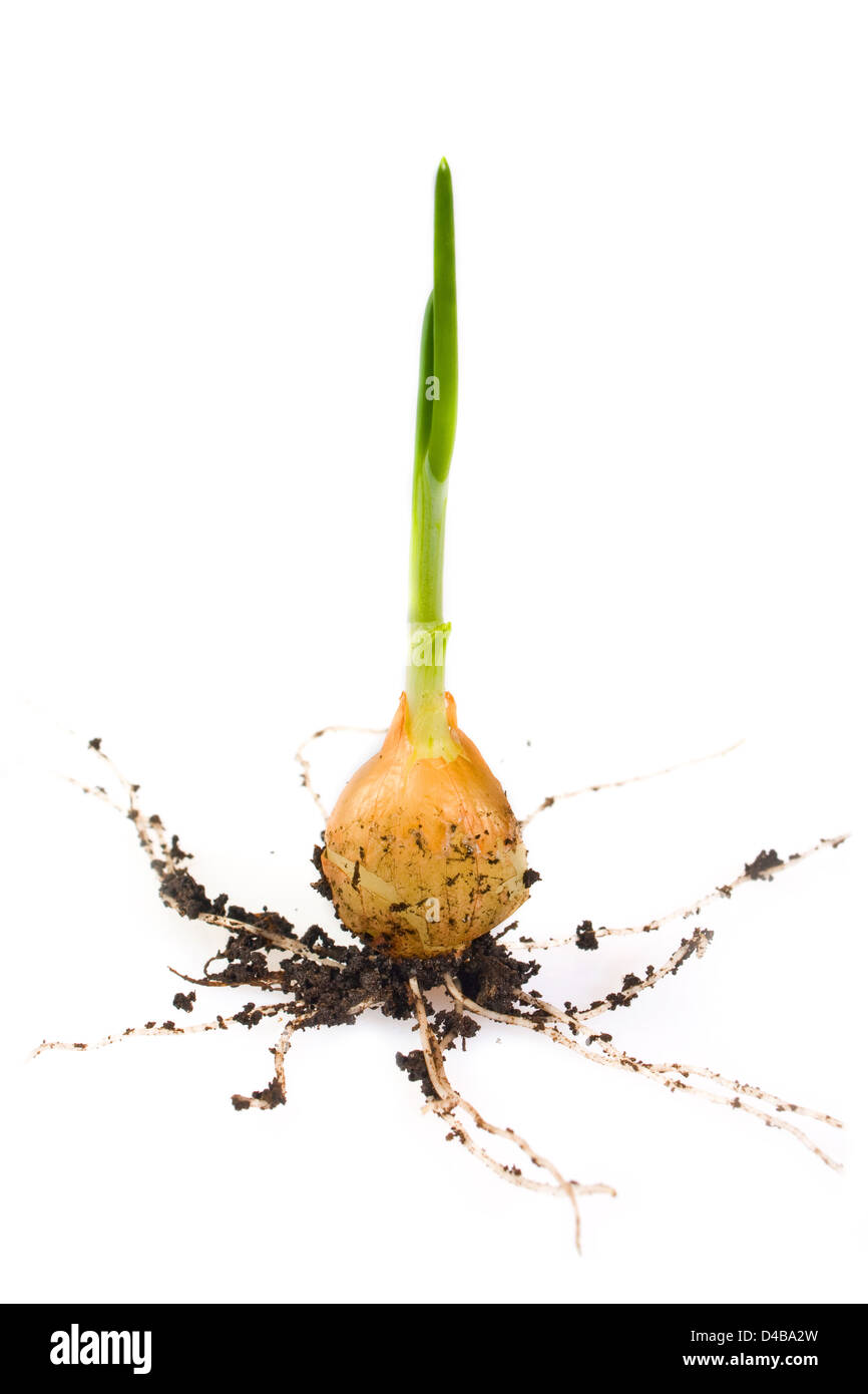 onion growing on soil island isolated on white Stock Photo Alamy