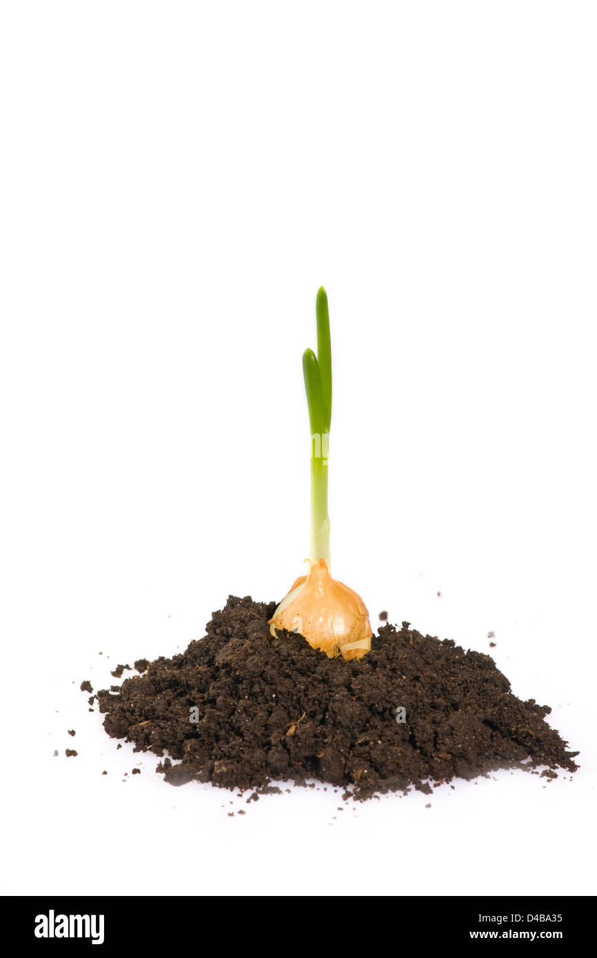 onion growing on soil island isolated on white Stock Photo Alamy