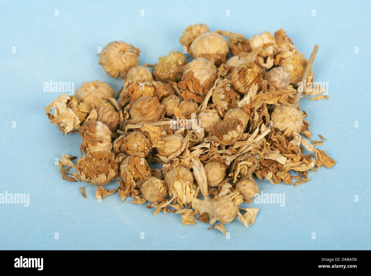 Pyrethrum flowers are dried and crust into power for use as insect repellent and insecticide. Stock Photo