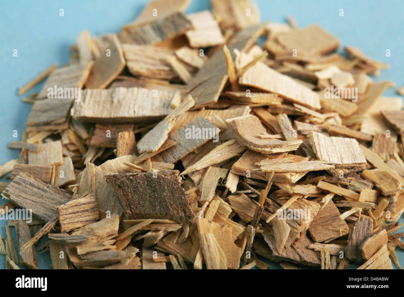 Quillaia wood has long history medicinal use Andean people treating chest problems. Today extract used in cough medicines. Stock Photo