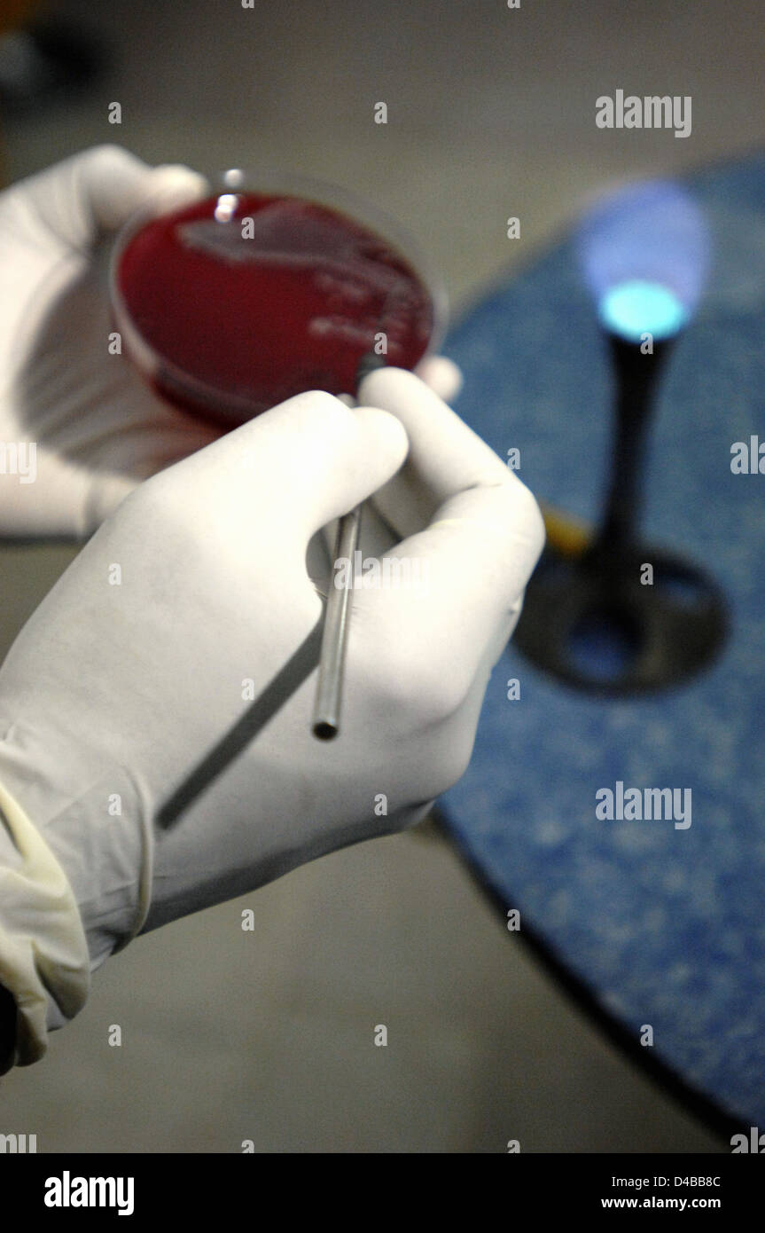 Technician transferring small sample of blood onto agar plate Stock Photo