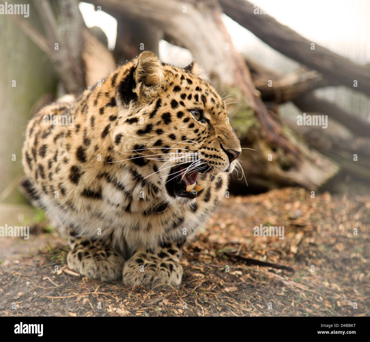 Amur leopard on its haunches up growling looking to the side Stock Photo