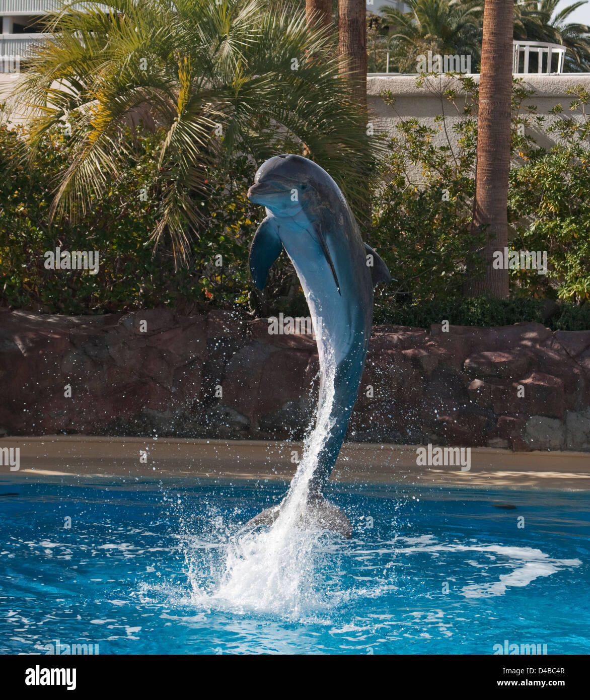 Jumping Dolphin at the Mirage Casino, Las Vegas Stock Photo