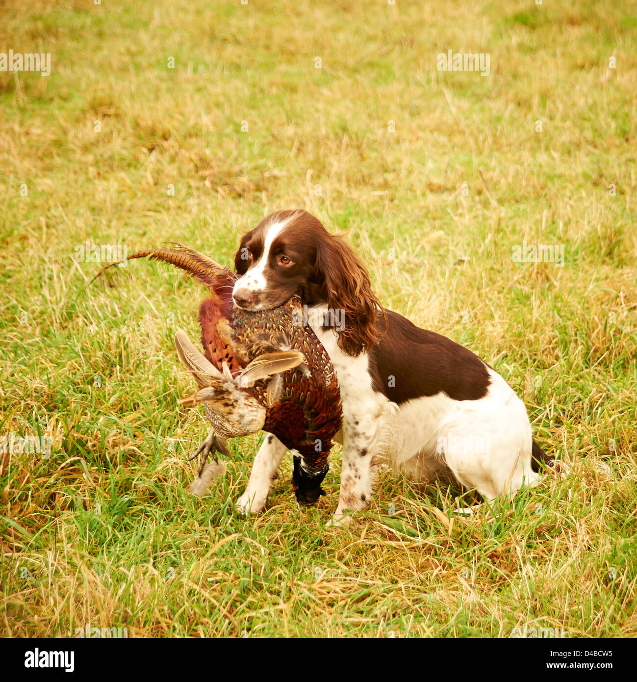 gun dog pheasant shoot Stock Photo Alamy