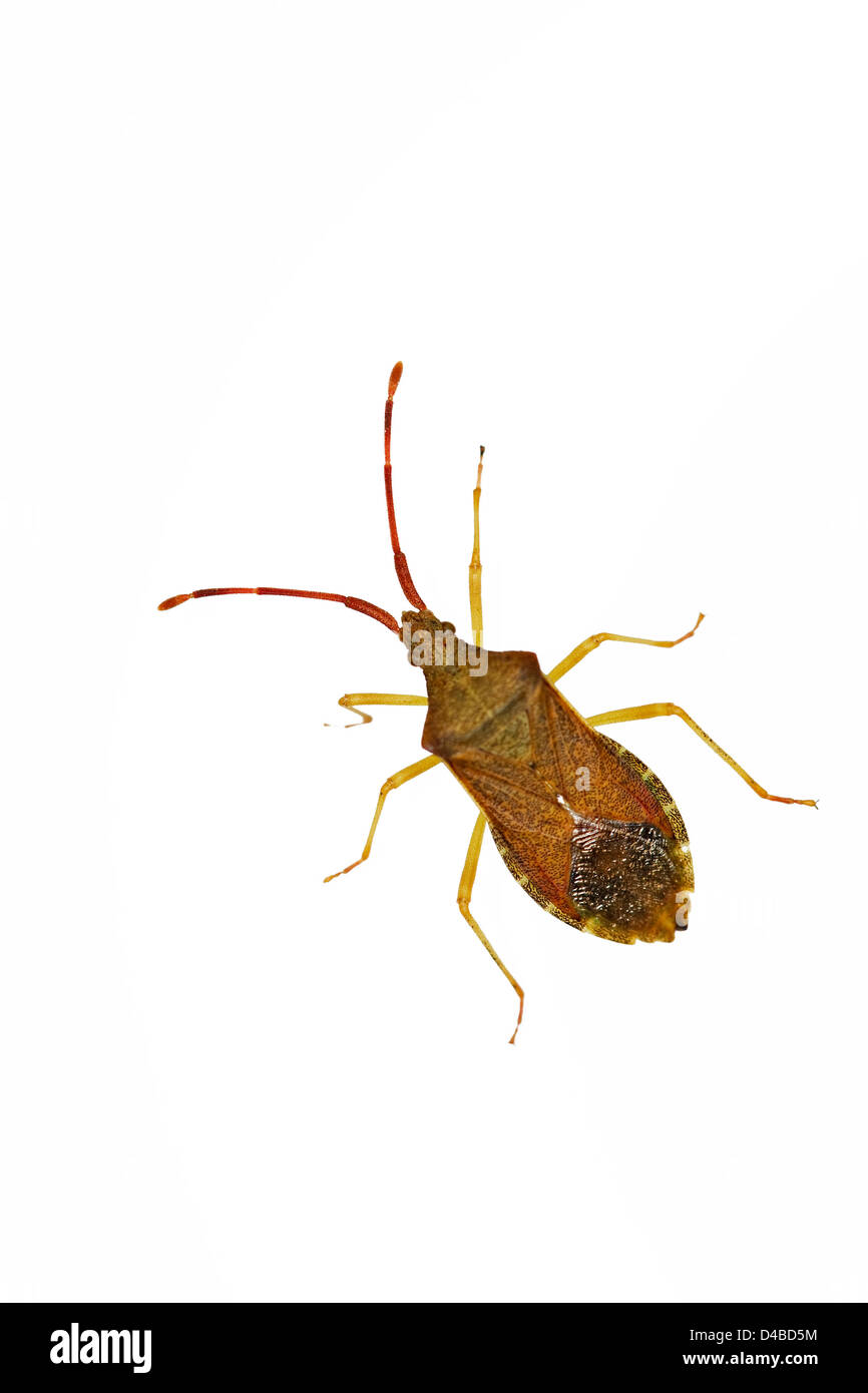 Brown Shield Bug (Coreus marginatus) Stock Photo