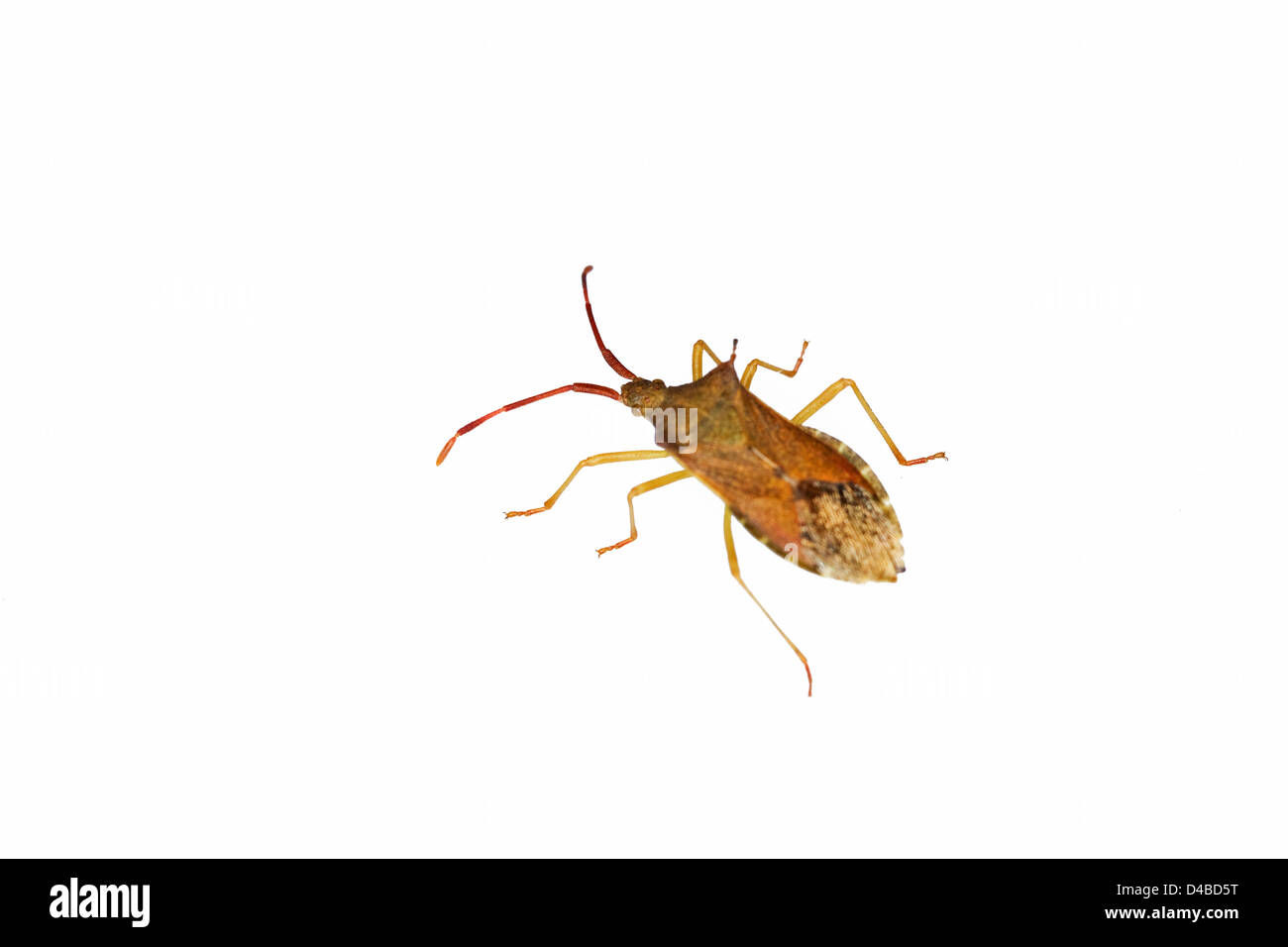 Brown Shield Bug (Coreus marginatus) Stock Photo