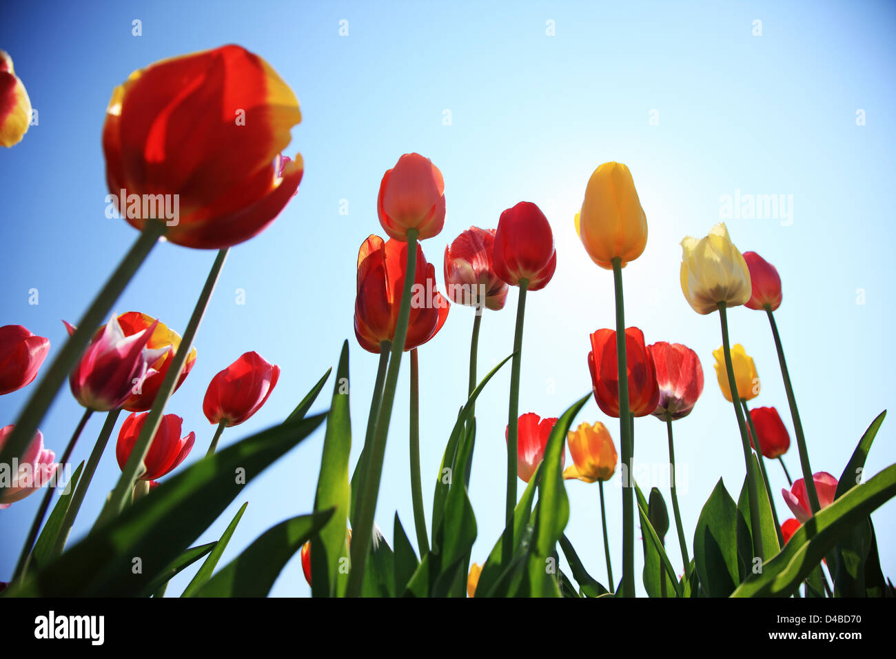 Switzerland, Canton Baselland, Therwil, colourful tulip field Stock Photo