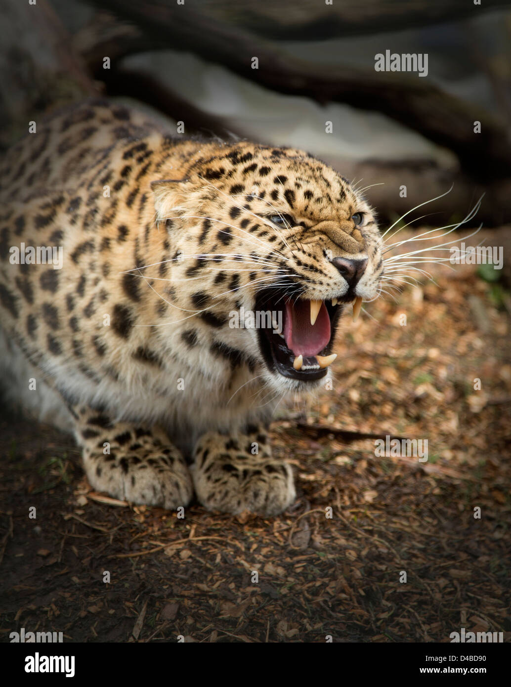 Amur leopard hunting hi-res stock photography and images - Alamy