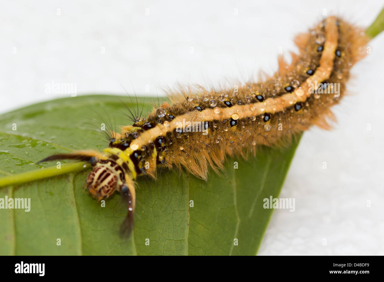 Hairy Brown Caterpillar Clawing on the green leaf Stock Photo - Alamy