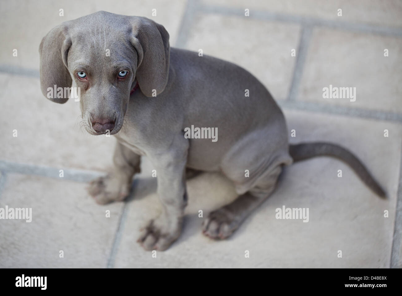 blue eyed Weimaraner puppy also know as a Weim or 'Grey Ghost' Stock Photo