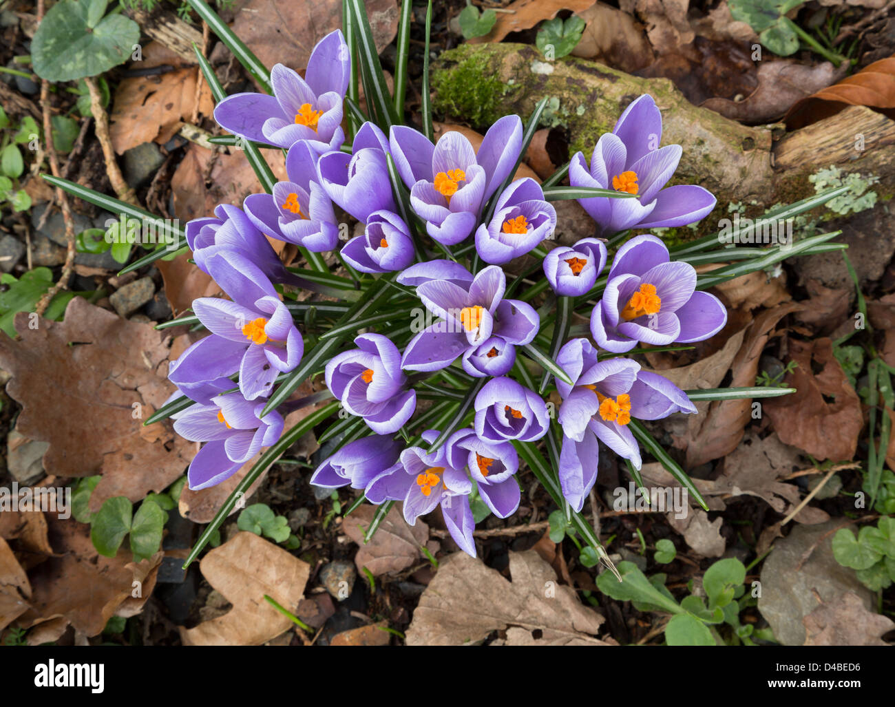 Leafy floor hi-res stock photography and images - Alamy