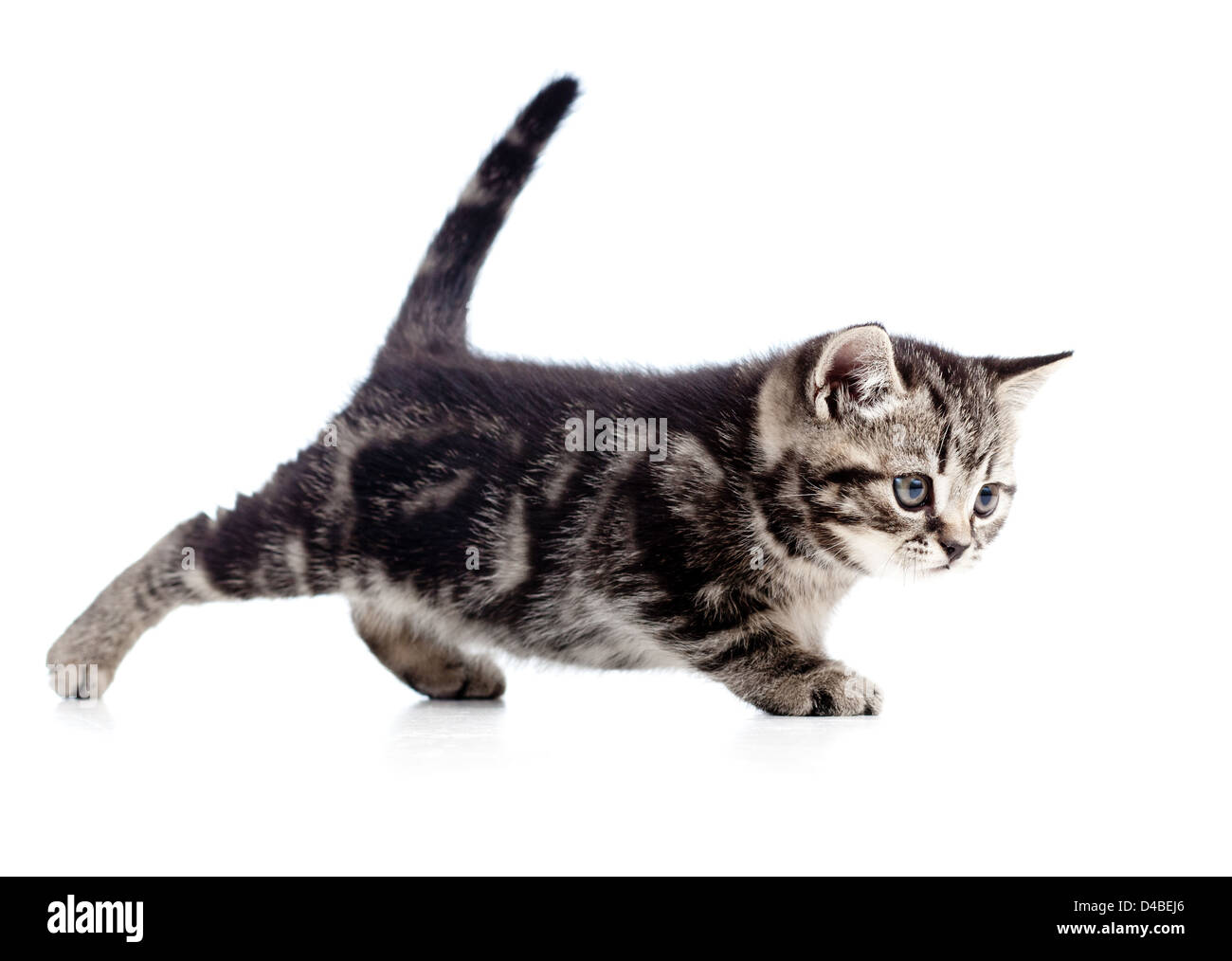 funny walking black cat kitten isolated on white Stock Photo Alamy