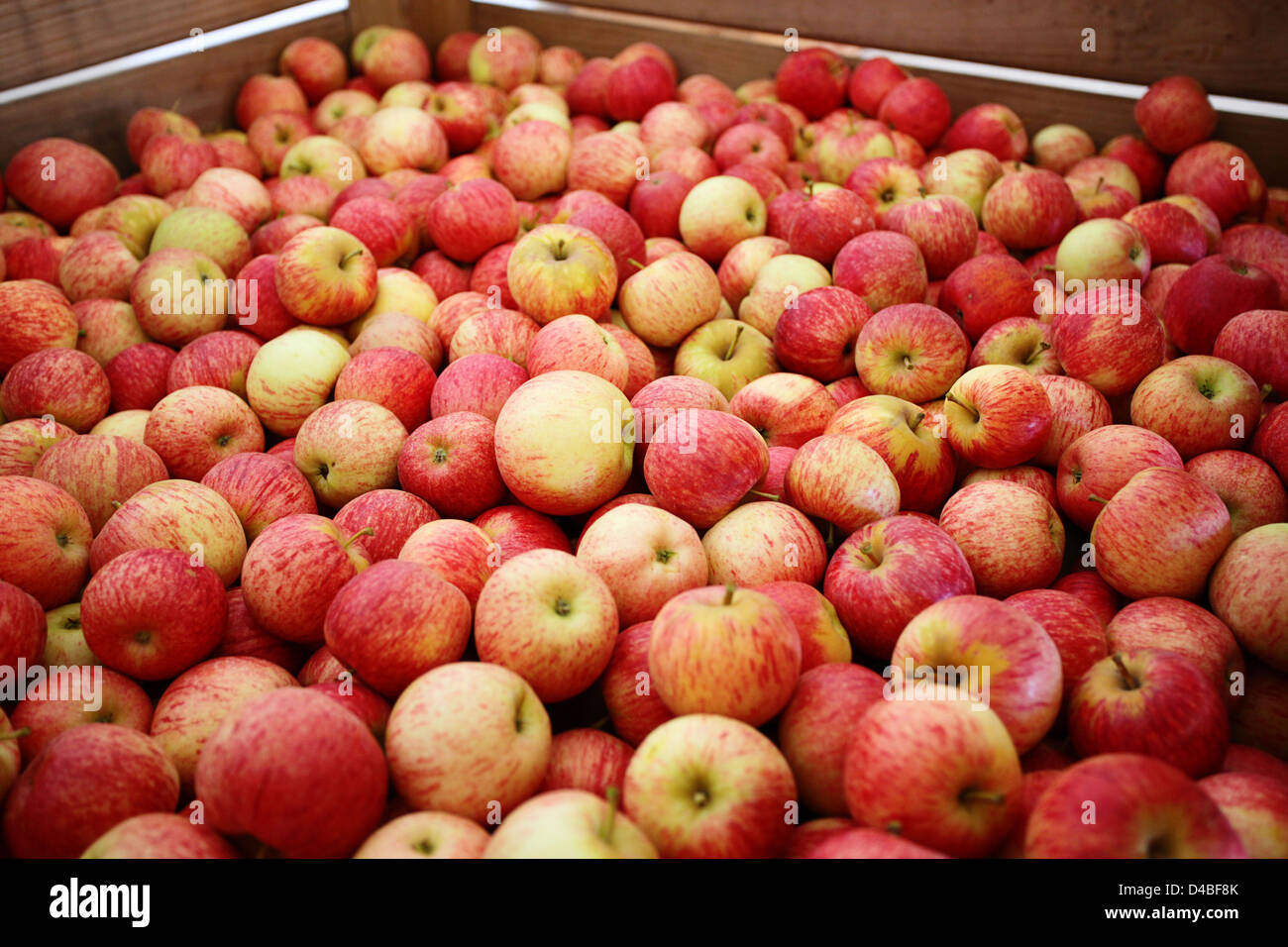 https://c8.alamy.com/comp/D4BF8K/a-huge-pile-of-harvested-south-african-pink-lady-apples-D4BF8K.jpg