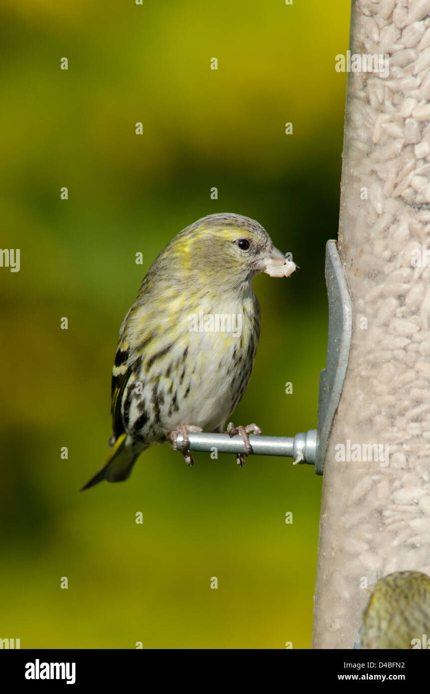 Eurasian or European Siskin [Carduelis spinus] on bird feeder filled with sunflower hearts. March. West Sussex, UK Stock Photo