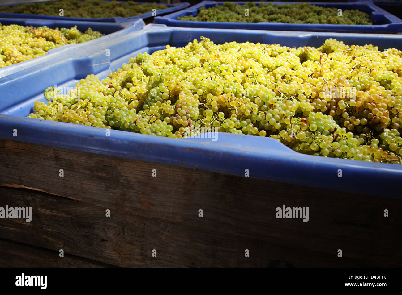 Oneiric wine farm white grapes, South africa Stock Photo Alamy
