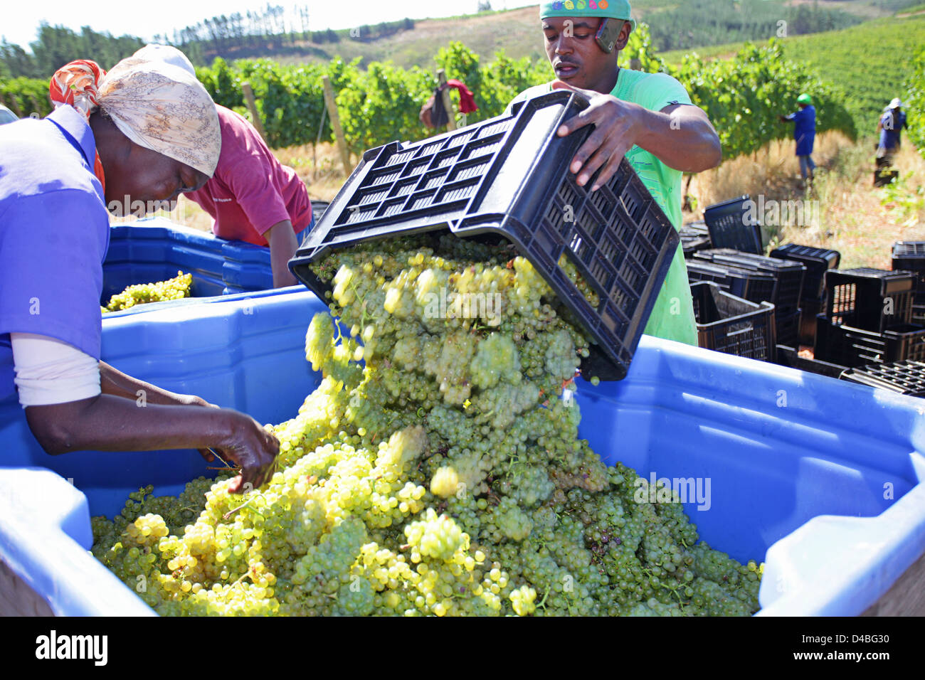 Pouring freshly picked white grapes into a bin to be taken for pressing Stock Photo