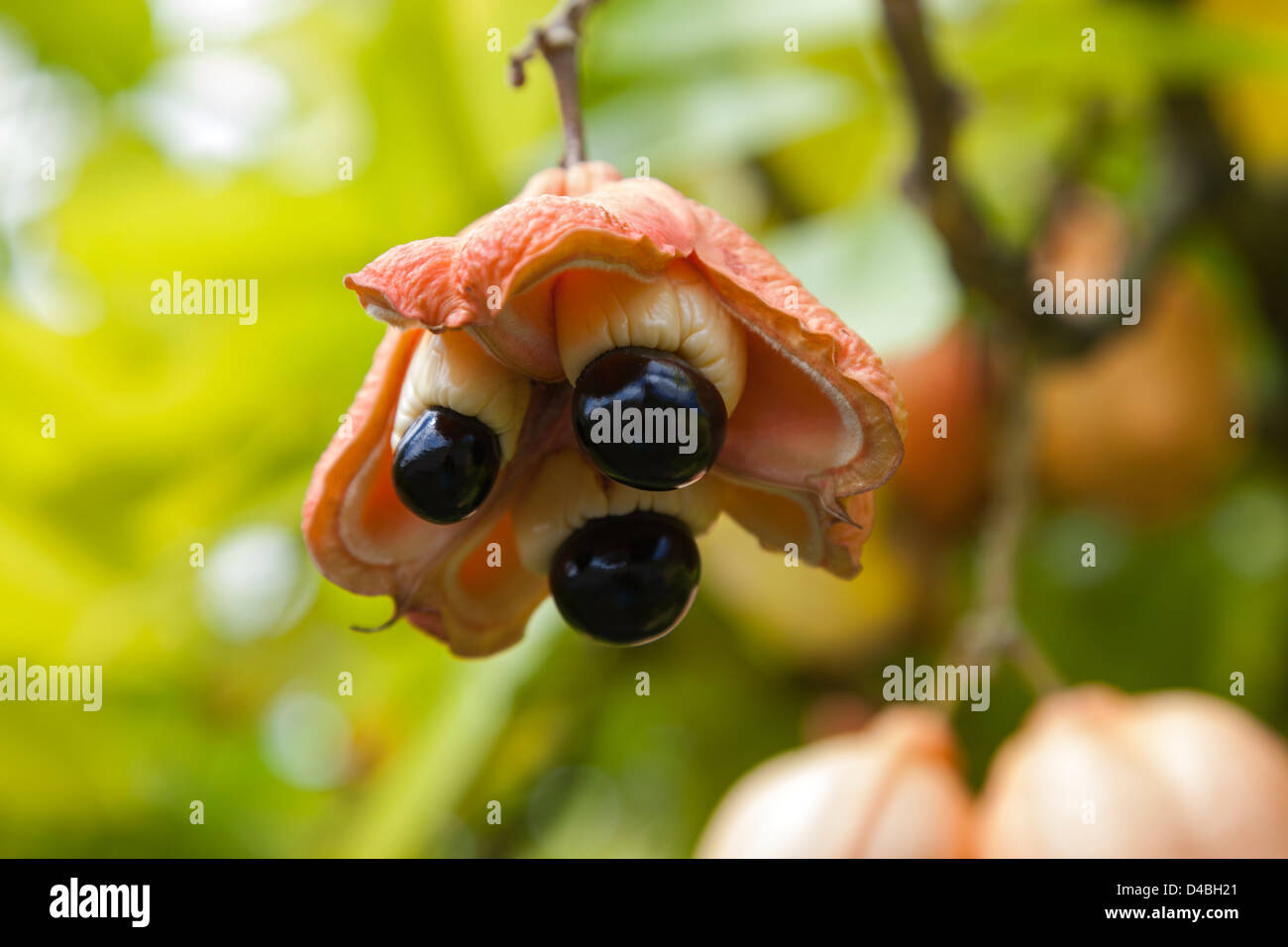The growing fruit body of the Jamaican Ackee fruit, growing in St Lucia