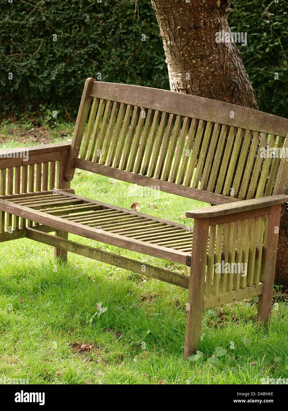 Garden bench near tree Stock Photo Alamy