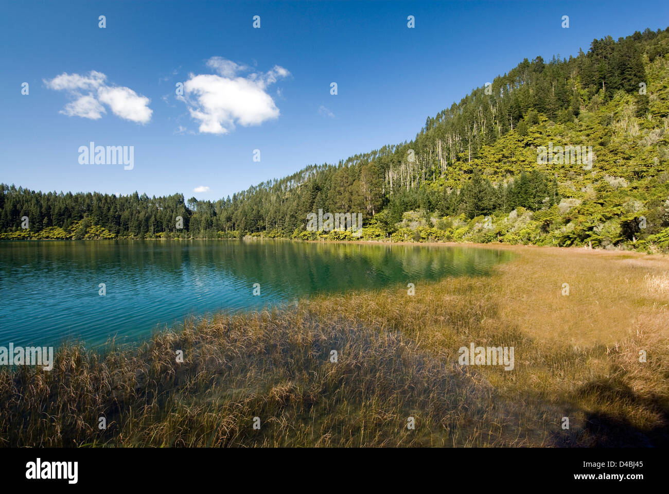 View from the Blue Lake walk, Blue Lake, Rotorua, New Zealand Stock Photo