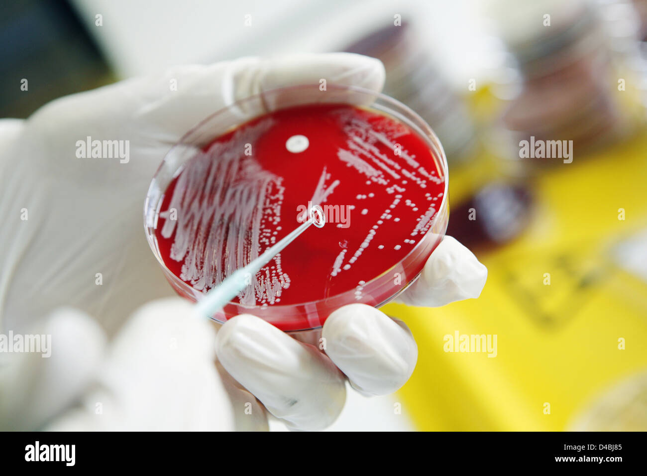Pathologist analyzing bacterial cultures in petri dsh Stock Photo Alamy