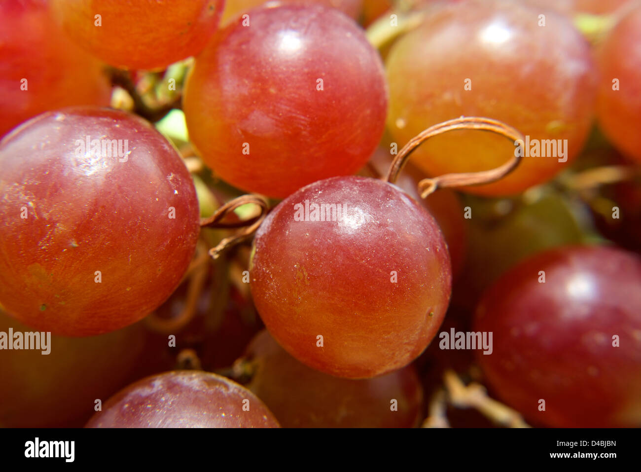 A closeup shot of a bunch of red grapes Stock Photo