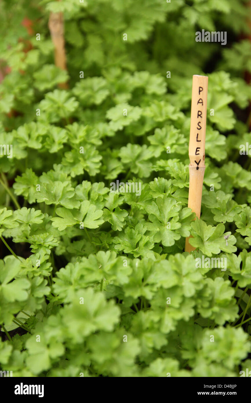 Domestic cultivation of parsley Stock Photo