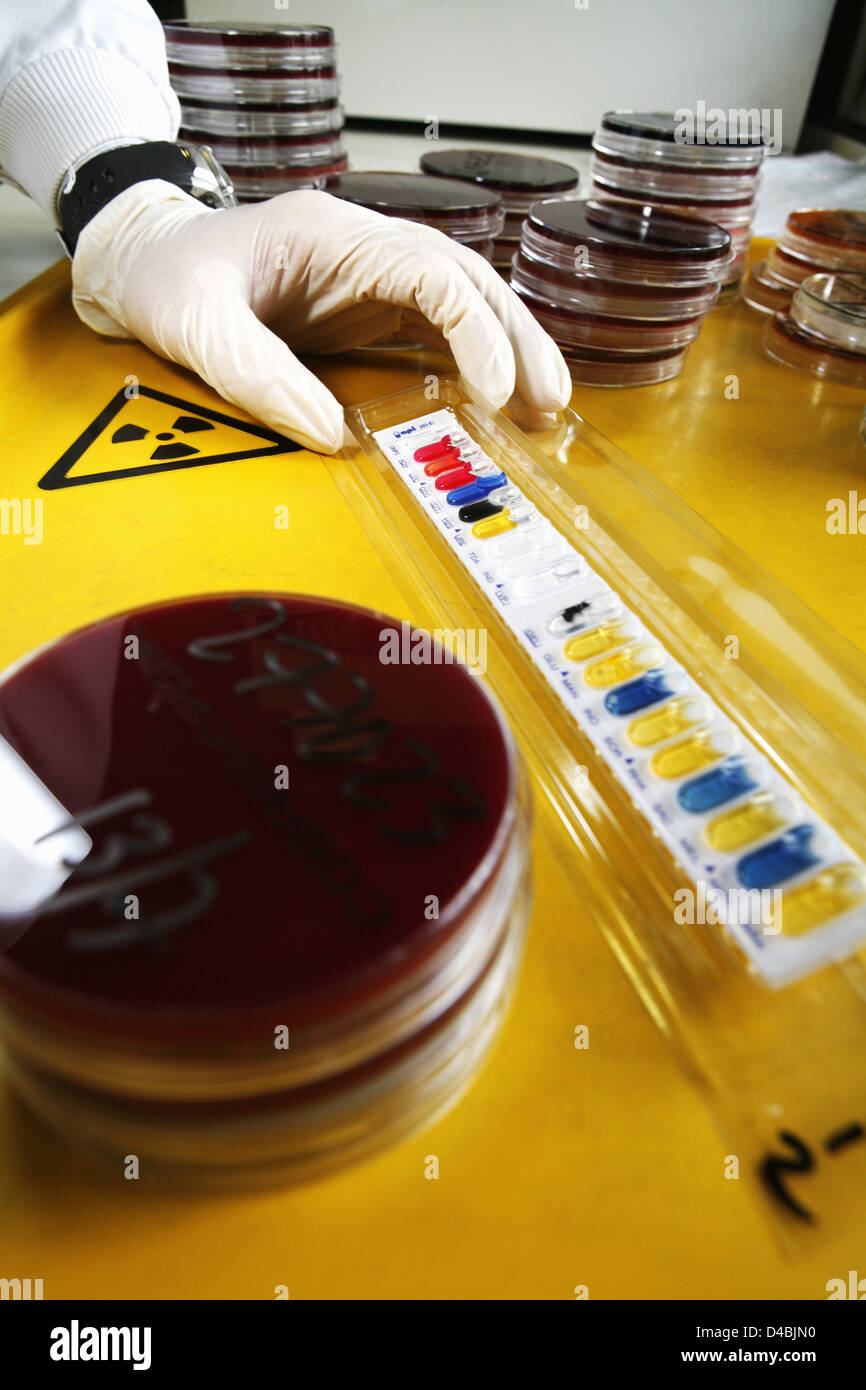 Blood poisoning bacteria colonies being cultured on agar medium Stock Photo