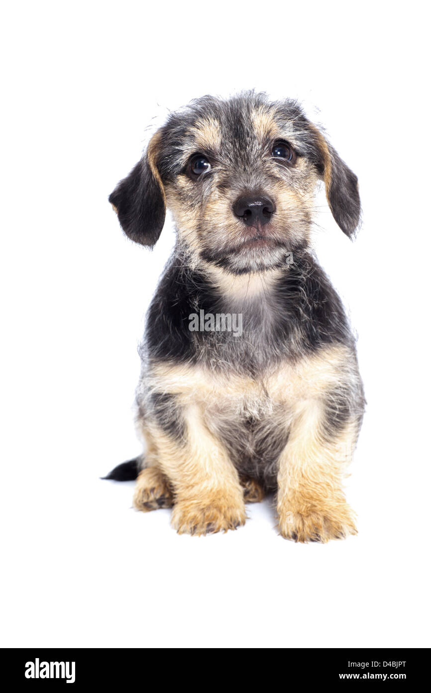 Cute puppy looking at the camera Stock Photo