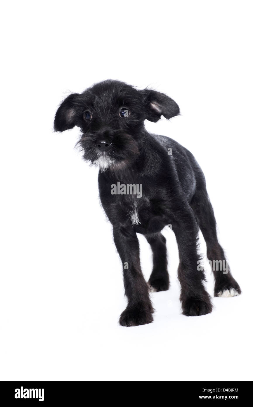 Cute black puppy dog Stock Photo - Alamy