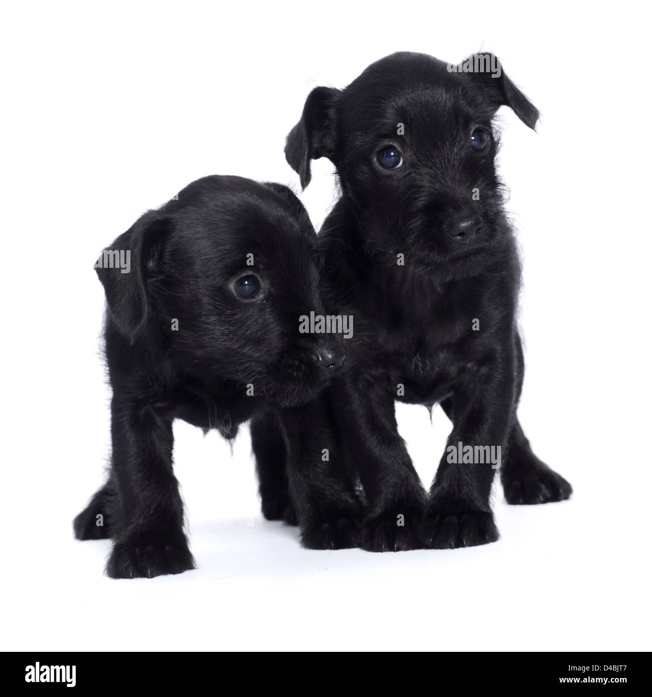 https://c8.alamy.com/comp/D4BJT7/two-little-black-puppies-D4BJT7.jpg