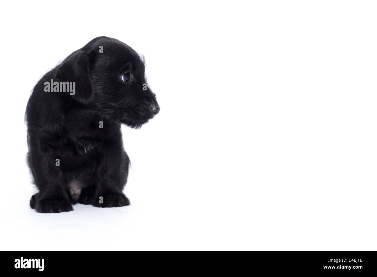 Little black puppy Stock Photo