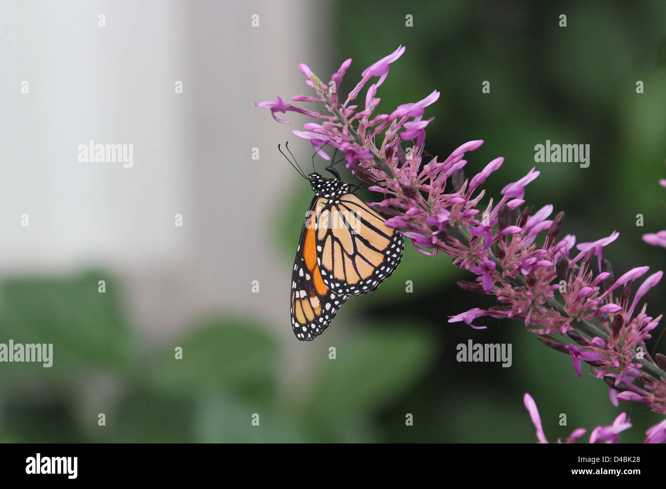 Monarch butterfly on pink flower Stock Photo - Alamy