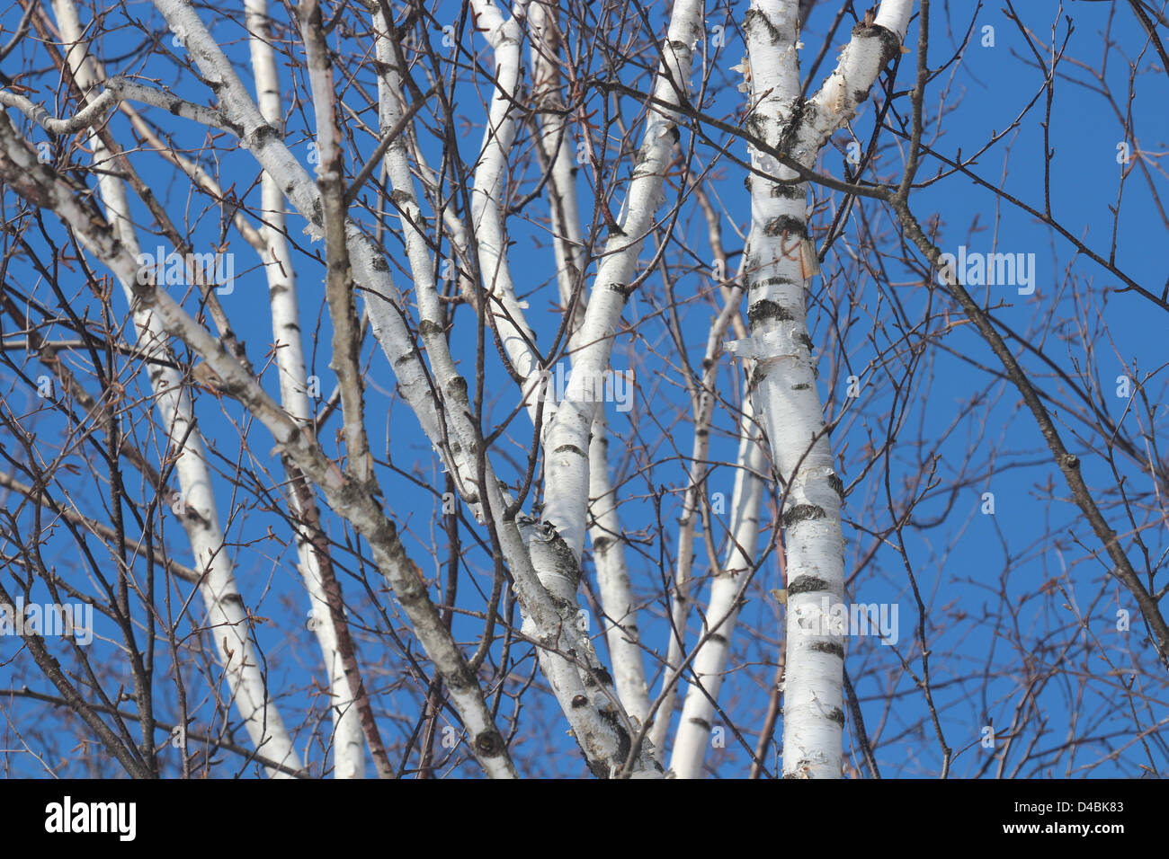 White birch branches against bright blue sky Stock Photo Alamy