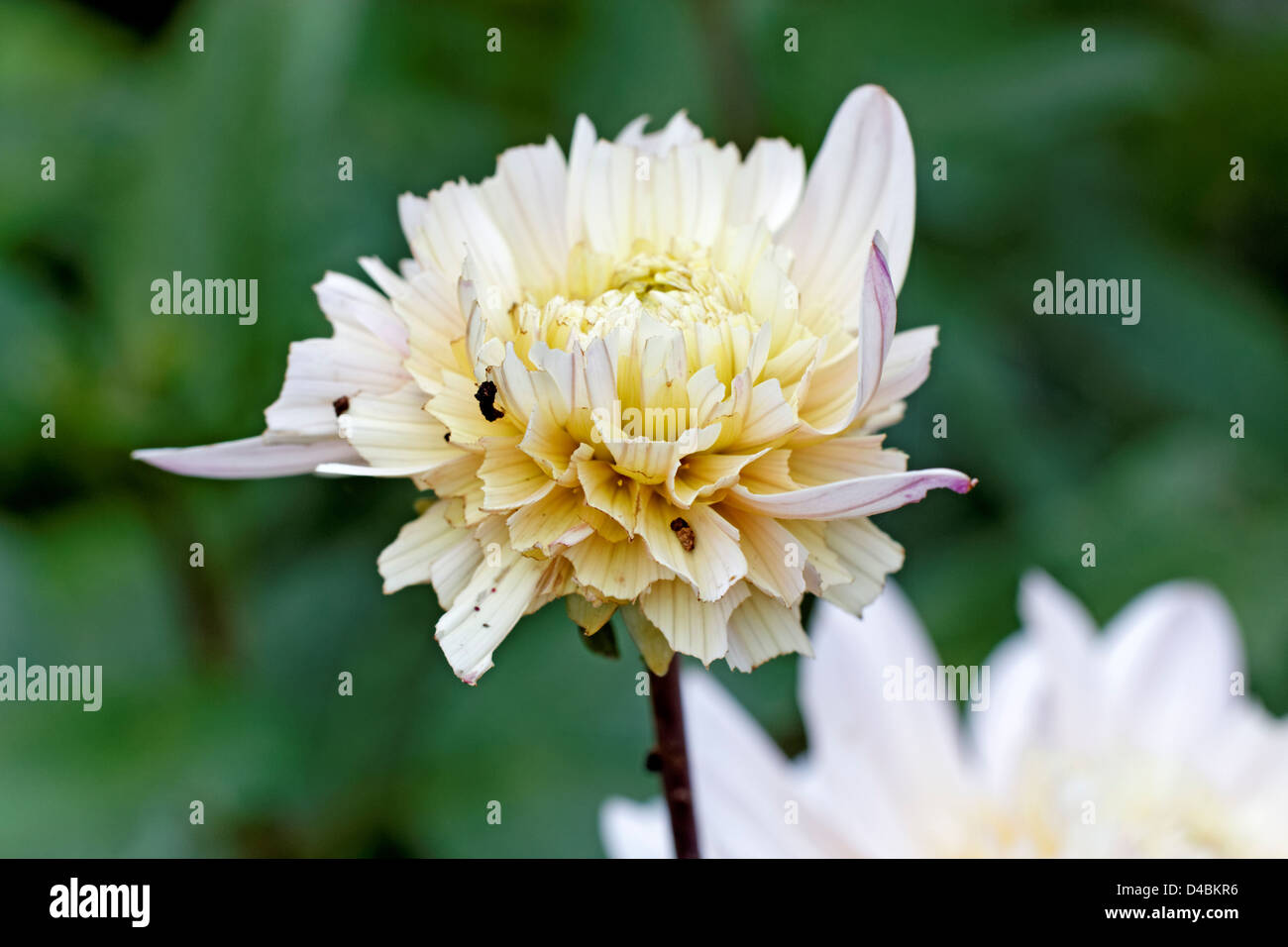 Mouse droppings on a dahlia flower gnawed by a mouse Stock Photo