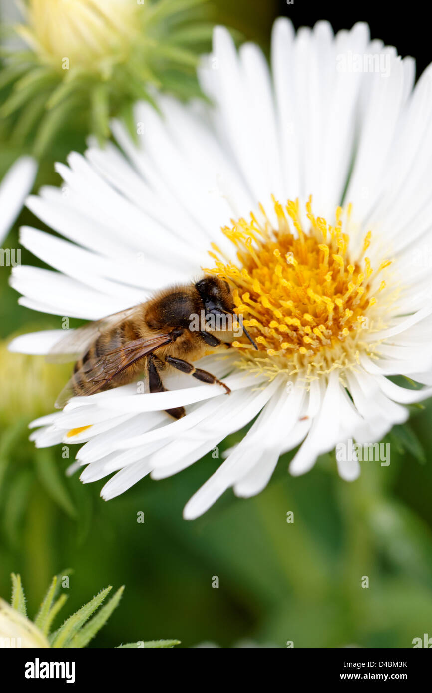 Honey bee on white Aster tradescantii flowers Stock Photo