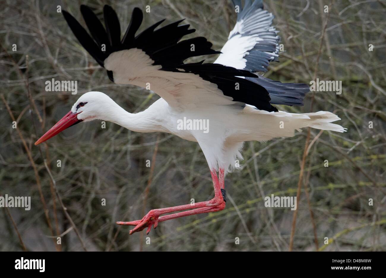 A storck arrives at the NABU Centre for wildlife conservation in Leiferde, Germany, 7 March 2013. Photo: Julian Stratenschulte Stock Photo