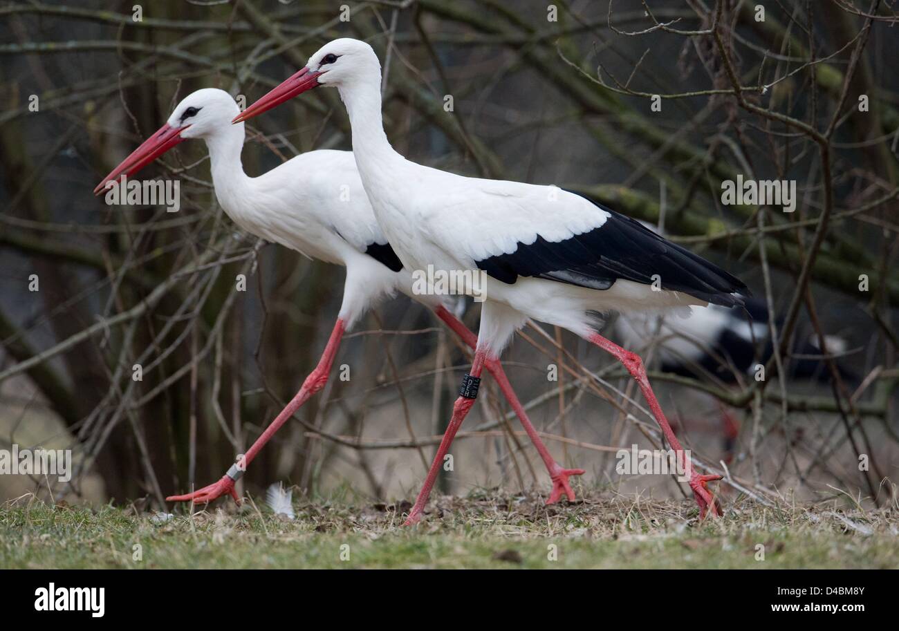 A storck couple walka across the premises of the NABU Centre for wildlife conservation in Leiferde, Germany, 7 March 2013. Photo: Julian Stratenschulte Stock Photo