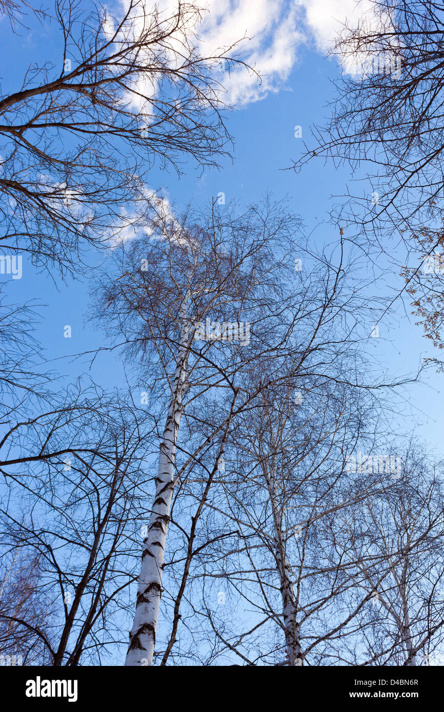 Tall trees in the forest against blue sky background Stock Photo - Alamy
