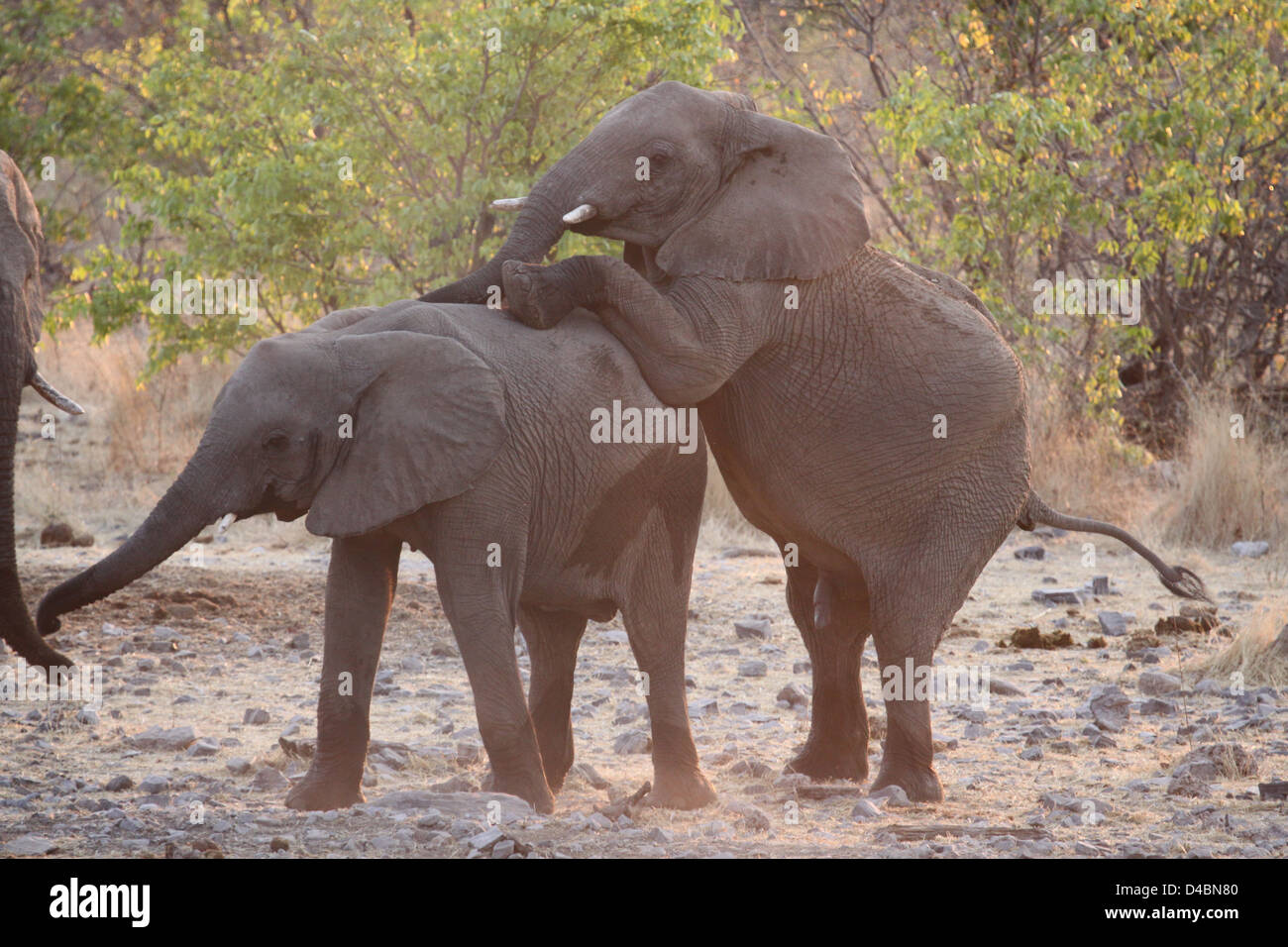 Elephants playing at waterhole, Etosha National Park, Namibia Stock Photo