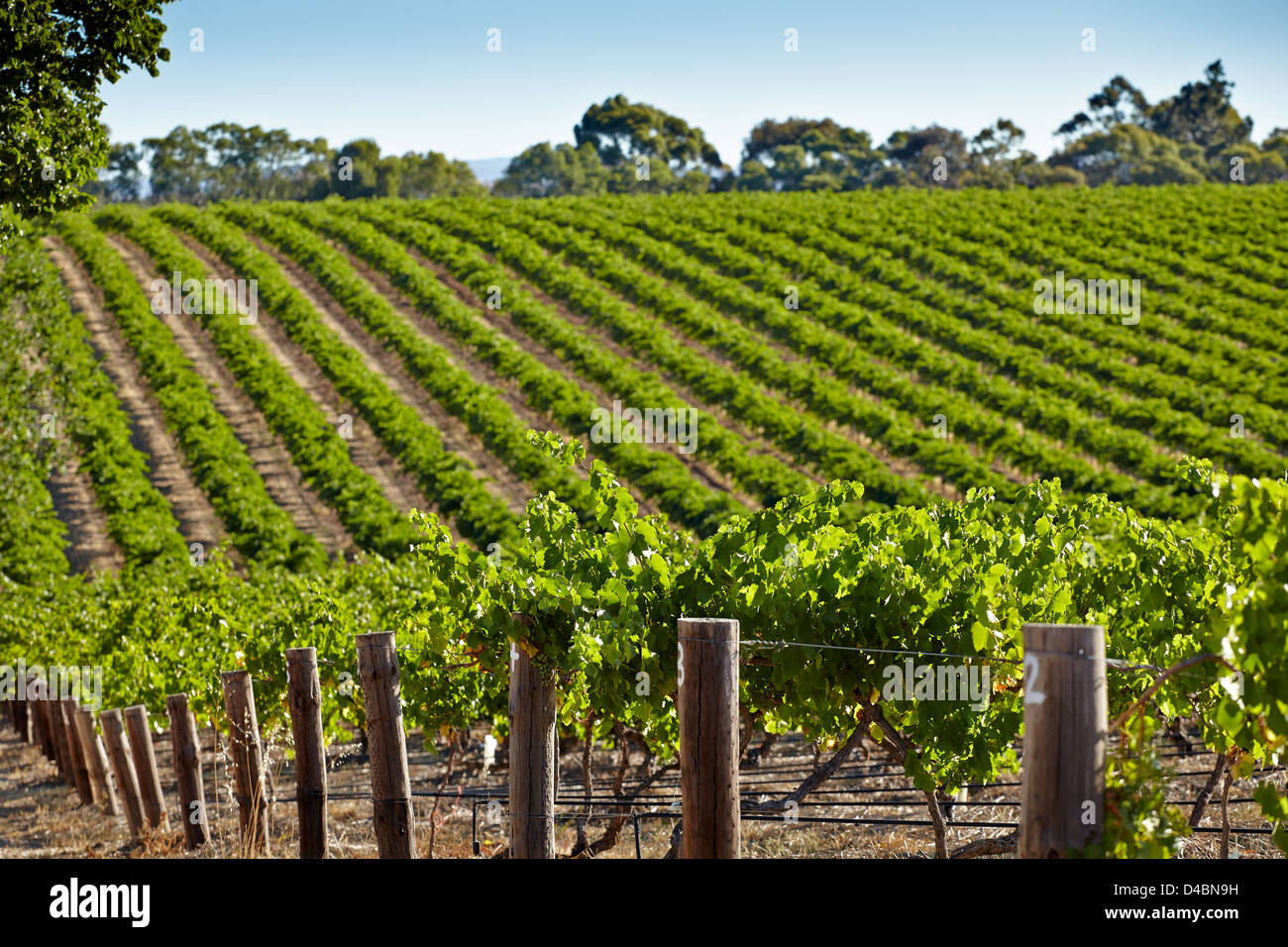 Grapes growing in australia hires stock photography and images Alamy