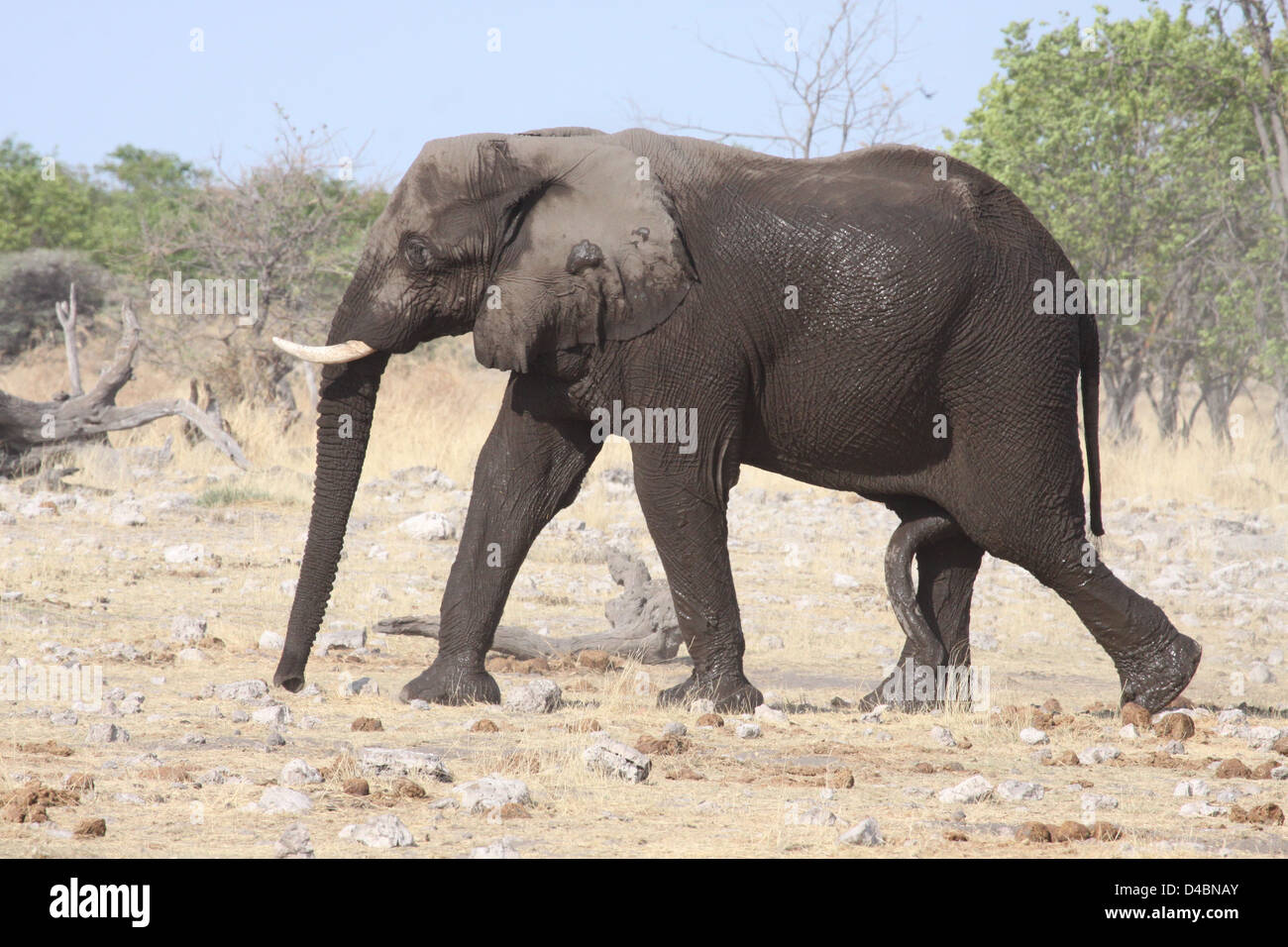 Male Elephant in breeding condition at waterhole, Etosha National Park, Namibia Stock Photo