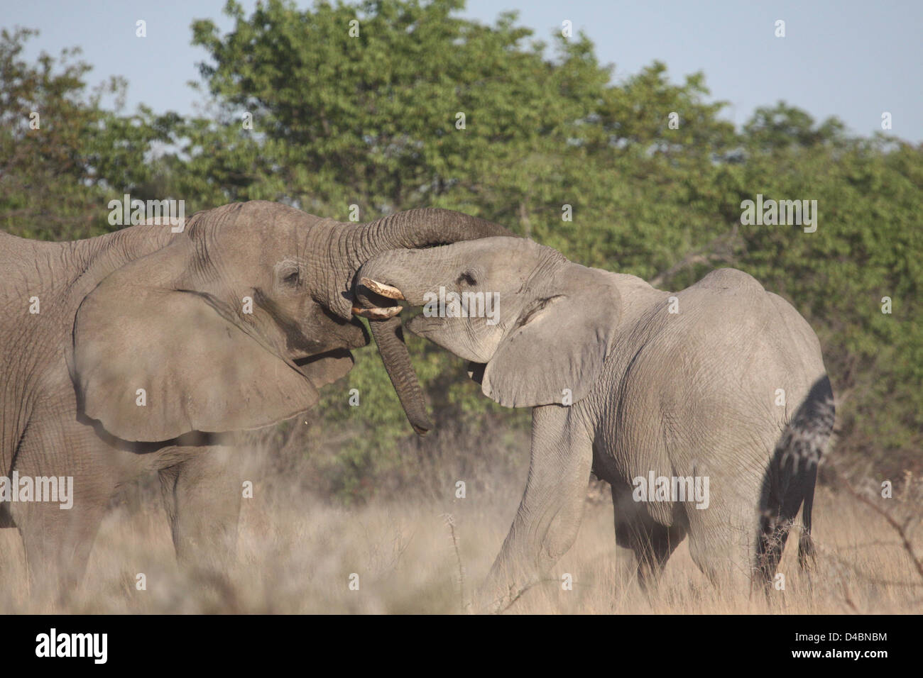 Elephants socialising, Etosha National Park, Namibia Stock Photo
