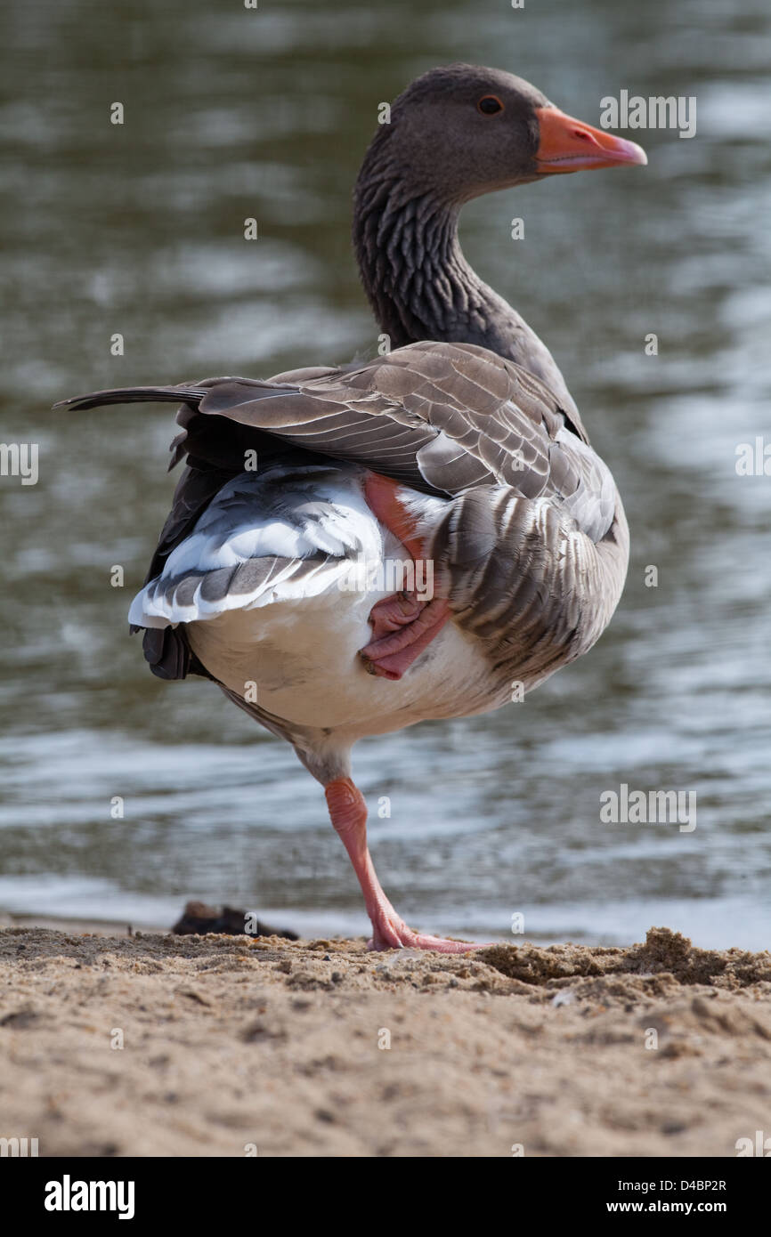 Greylag Goose (Anser anser). Standing on the left leg, resting the
