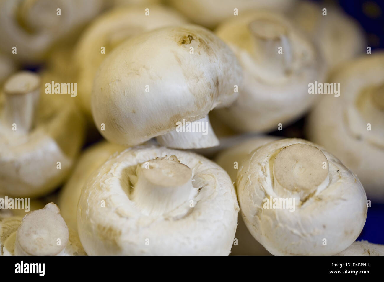 Mushrooms are used for medicinal purposes hires stock photography and