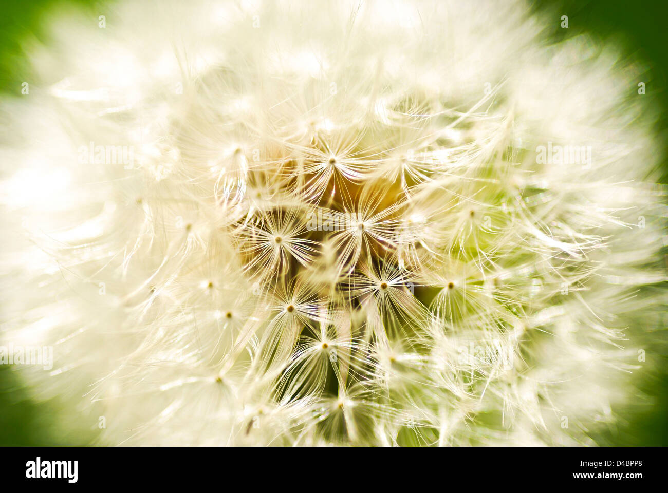CLOSE UP OF A DANDELION SHOWING GLOBULAR HEAD WITH SEED'S AND DOWNY TUFT'S Stock Photo